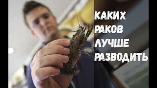 Разведение раков: какие виды выбрать для разведения