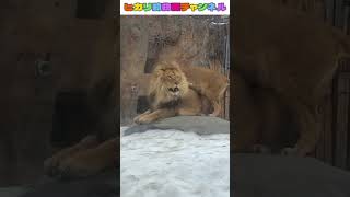 「今じゃない」甘えたい妻イオ、ひとりでいたい夫オリト ＃旭山動物園＃ライオン＃オリトファミリー＃cubs #Lion#shorts