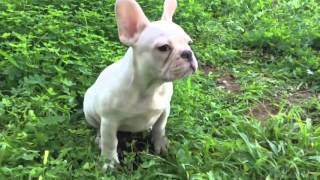 Jackie the stunning cream French Bulldog!