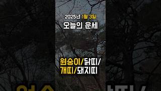 2025년 1월 3일 오늘의 운세 #원숭이띠 #닭띠 #개띠 #돼지띠