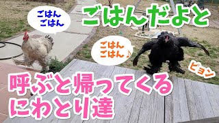 呼んだら帰ってくるかわいいにわとりたち【にわとり】