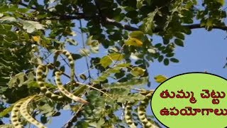 Medicinal Uses of Babul Tree, Thumma Chettu Upayogalu, Health Benefits of Acacia Tree or Babool Tree