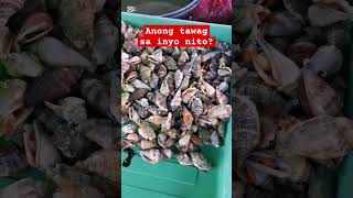 Anong tawag sa inyo sa shell na ito? #shell #seafood #localfood #timawanggala