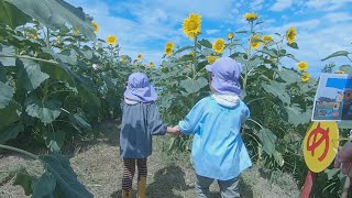 高校生が作った「巨大ヒマワリ迷路」に園児が挑戦！　香川・丸亀市