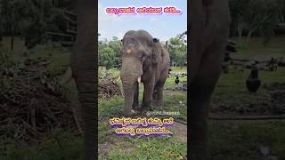 ಬಬ್ರುವಾಹನ ಅಲಿಯಾಸ್  ಕರಡಿ | Babruvahana alias Karadi | #karadi #elephant #wildlife #abhimanyu