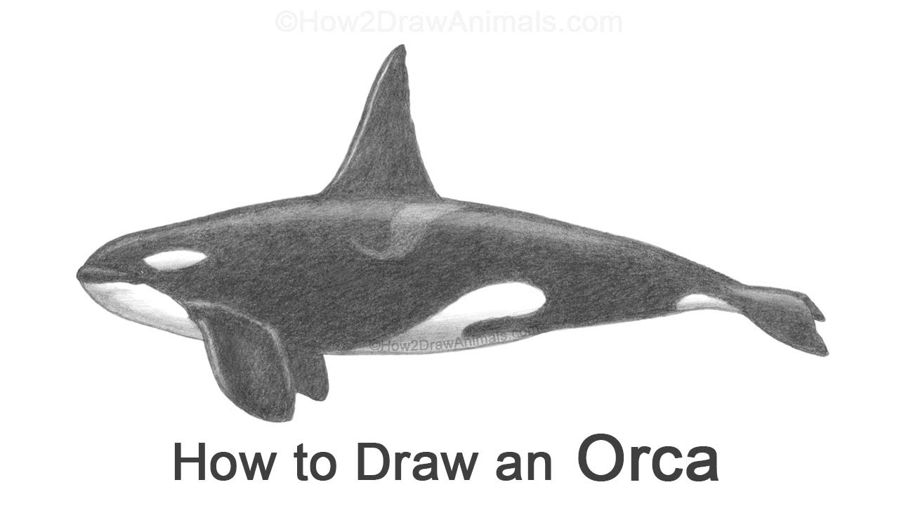 Orca Whale Sketch Monochrome Drawing Of A Jumping Orca Whale In