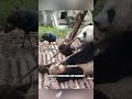 Panda Vs Peacock.#youtubeshorts #shorts #animals #panda #peacock #love #cute #pets