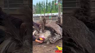 #shorts ostrich hatching eggs