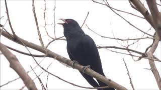 噪鵑鳴叫 Common Koel calling