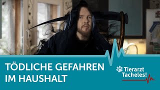 Tödliche Gefahren im Haushalt für Hunde und Katzen | Tierarzt Tacheles!