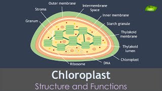 Chloroplast Structure and Function | Notes | Cell Biology | Basic Science Series