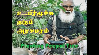 உயிர்மூச்சு தரும் அரசமரம்: Benefits Of Planting Arasa Maram   Peepal Tree