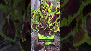 Repotting a Coleus with Garden Marcus!