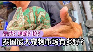 Jacob 鹦鹉？蛇？蜥蜴？土拨鼠？泰国第一大宠物市场里到底有啥？