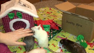 Reviewing December 2021's Ratty Box (A Rat Subscription Service!)