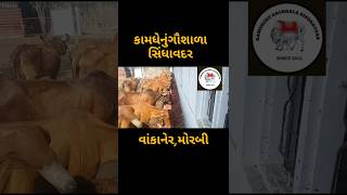 જો આ ચેનલમાં નવા હોય તો સબ્સ્ક્રાઇબ અને લાઈક કરી દેજો,🐄😃#ગૌમાતા #ગૌશાળા #ગાય #cow #cowvideos #viral