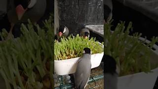 【豆苗を無駄なく食べる文鳥たち】文鳥garden 2024.3.16 #javabird #javasparrow #文鳥