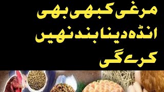 How to increase eggs production in Hen /Andon sy band murgi ka elaj