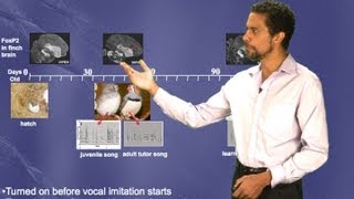 Erich Jarvis (Duke/HHMI) Part 2: Motor theory of vocal learning origin