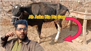 Hamari Cow ki tang toot gai😭 Punjabi Shok vlogs