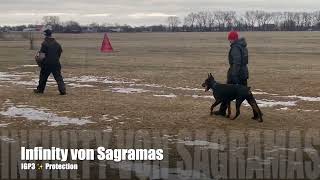 Dobermann IGP3 protection - Infinity von Sagramos