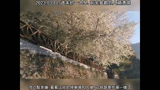 2023.03.10~11. 觀霧山莊霧社櫻王盛開實況報導