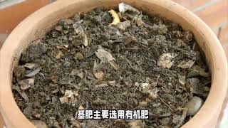 太阳花养护秘诀：合理施肥让花朵持续绽放