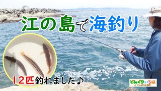 江の島で海釣り【簡単仕掛け・初心者向け】いっぱい釣れました♪