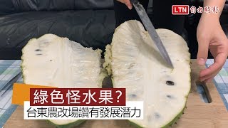 比嬰兒還重的怪水果！台東農改場讚有發展潛力