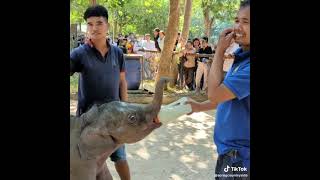 សកម្មភាពលាងរបួសរបស់កូនដំរីឈ្មោះ សំណាង លំផាត់