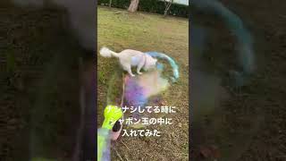 シャボン玉に入れられるチワワ#チワワ #癒し #おさんぽ #しゃぼん玉