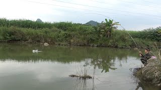 钓鱼：蚕虫做诱饵鲤鱼不停上钩，简直就是人鱼大战，这鱼钓得真爽钓