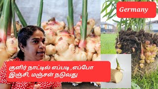 How to Grow Ginger in Tamil | இஞ்சி வளர்ப்பது எப்படி? | Ginger, kurkuma | இஞ்சி,மஞ்சள் சாகுபடி