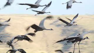 flocks of Cranes landing at Sunset - Hula Lake - Israel Nature - להקות עגורים נוחתות באגמון החולה