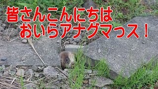 アナグマが溝にハマっていた　Help the Badger