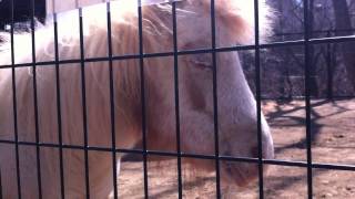 アメリカンミニチュアホース｜長野市城山動物園