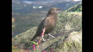 カワガラス（1）営巣（竜頭ノ滝上流等） - Brown Dipper - Wild Bird - 野鳥 動画図鑑