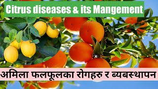 अमिला फलफूलमा लाग्ने रोगहरु र बेबस्थापन बिधि | Diseases of citrus \u0026 Its Management | KN Krishi Nepal