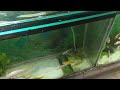 siliguri bidhan road aquarium store fancy fish culture aquarium cheapest fighter fish shop