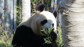 20201117 上野動物園　パンダのもり　竹を食べるシンシン＆洞窟に半分入ってお昼寝するリーリー (0:56～仰向け動画）