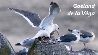 Les Oiseaux d'Amérique du Nord  (Le Goéland à ailes blanches à la Gorgebleue à miroir)