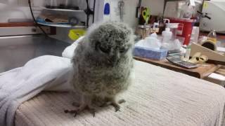 Baby Great Horned Owl Being Fed in WildCare's Wildlife Hospital