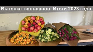 Выгонка тюльпанов. Итоги. Тюльпаны оптом 2024.