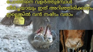 പോത്തിനെ മൂക്ക് കുത്തുമ്പോൾ പഴുത്താൽ |wounds causes to death  buffalo, cattles |