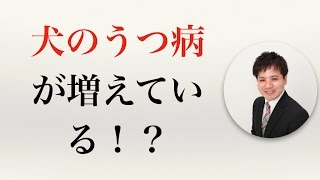 犬のうつ病が増えている！？【社会保険労務士事務所全国障害年金パートナーズ】