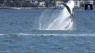 নীল তিমি পৃথিবীর সবচেয়ে বড় প্রাণী | blue whale | Lx heritage