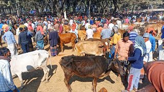 @ জমজমাট চৌগাছা হাড্ডিসার গরুর হাট | শুকনো গাভী গরুর দাম | যশোর