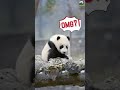 🐼 可爱的熊猫宝宝 shorts cute baby panda adorable panda