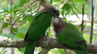 RED-FAN PARROTS Allopreening \u0026 Courtship Feeding @Bird Paradise, Singapore