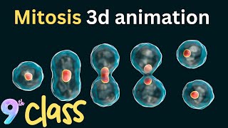 mitosis 3d animation | Phases of mitosis | 9th class